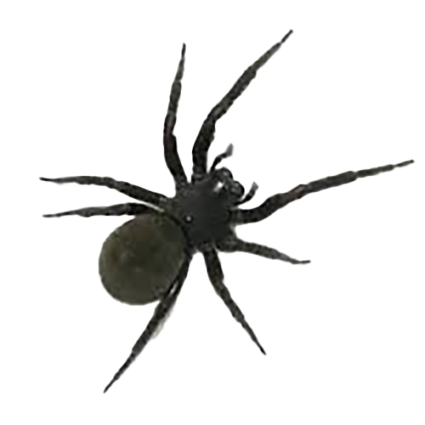 Black-House-Spider