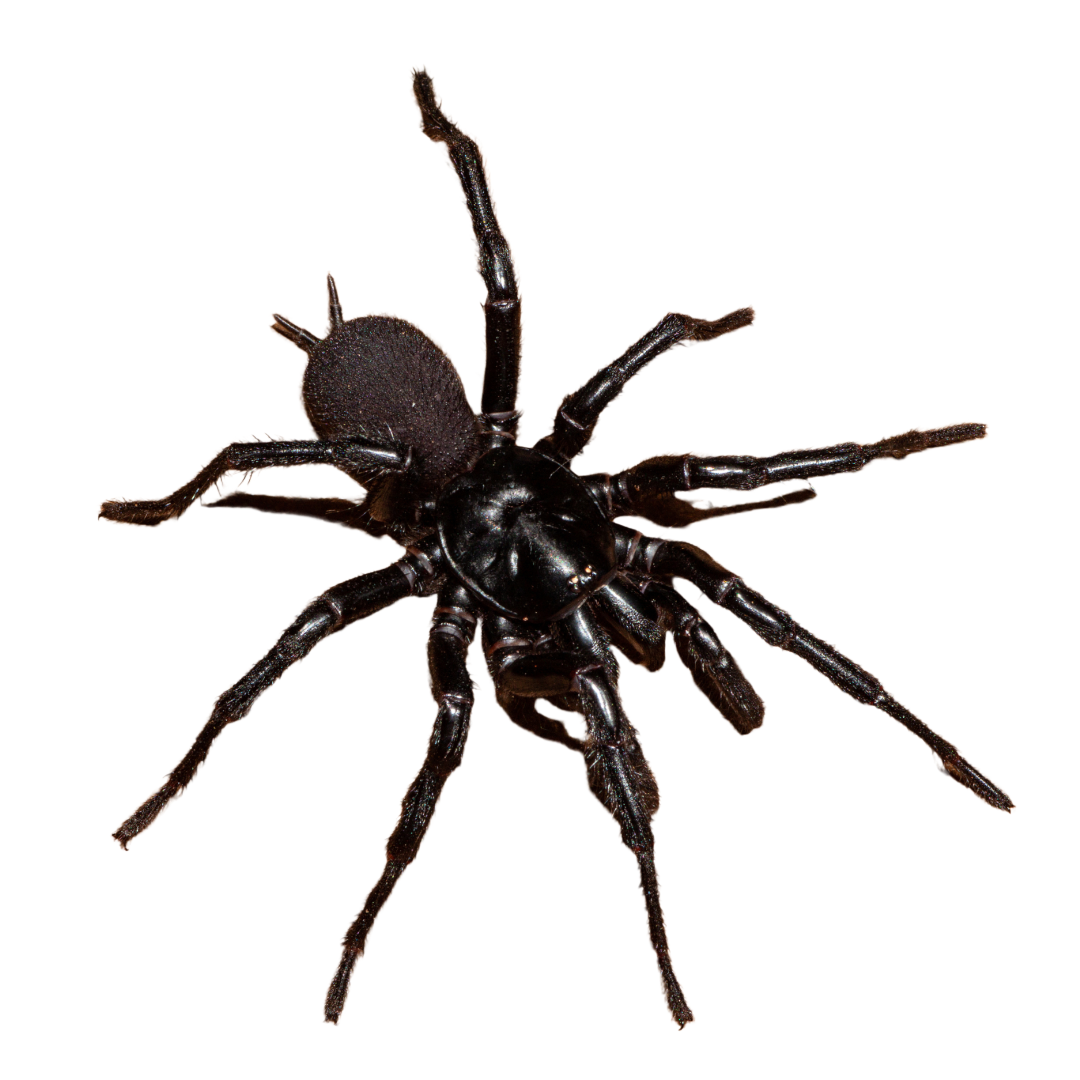 Sydney Funnel Web Spider