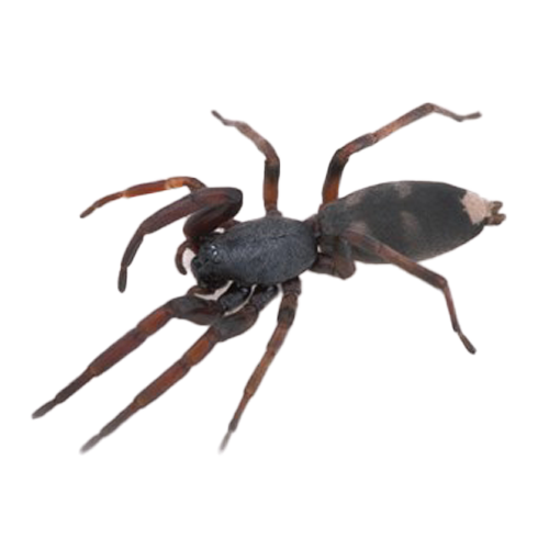 White-tail-spider